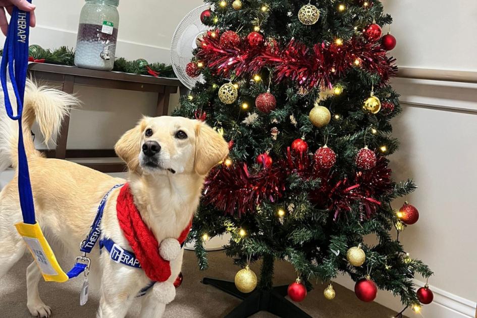 Câinele de salvare românesc transformat în ajutor în tratarea pacienților din Teesside