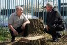 COUNCILLORS ANGERED: From left, councillors Steve Walmsley and Ian Dalgarno with some of the tree stumps in Thornaby