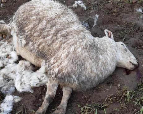 Sheep killed in incidents in Holtby and Wigginton Road, York 