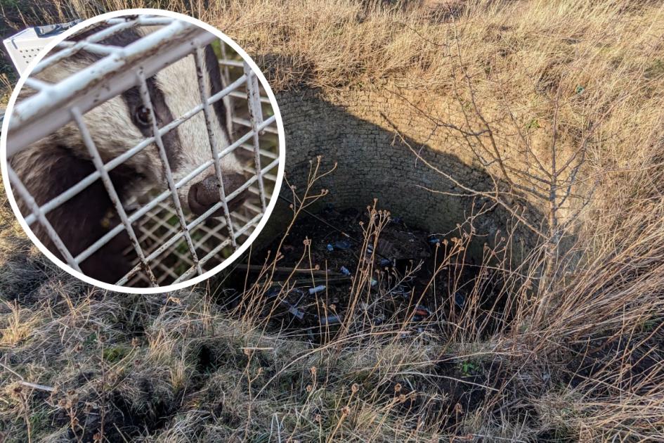 Badger rescued from disused lime kiln at Shilbottle 