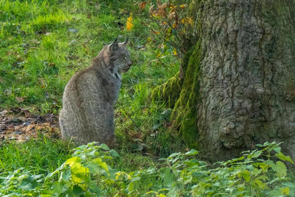 Concerns over 'reintroduction' of Lynx to Northumberland 