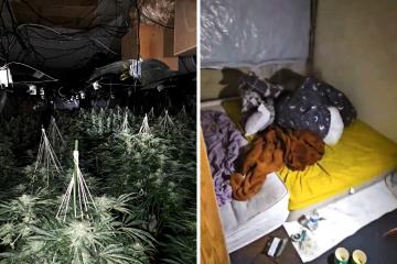 Cannabis plants worth £350k seized in Chopwell.