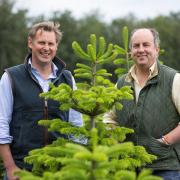 Will Standeven and Stephen Wombwell  have been growing Christmas trees on the estate for the last ten years