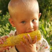 Stock: Child eating sweetcorn