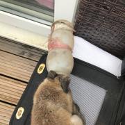 Fox cub with discarded plastic bottle stuck on his head, rescued by the RSPCA in May 2021