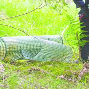 Plastic tree guards are causing problems across the Dales