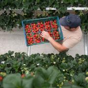 Staff at Wickes Farm in West Sussex, UK, working to harvest strawberries at their state of the art farm in time for Wimbledon and the summer. Picture: Tesco/Ben Stevens/Parsons Media/PA Wire