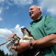 Forestry England ornithologist Martin Davison rings 38 day old osprey chick Elsin in Kielder Water and Forest Park