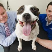 Paul Brown of Business Link and Neil Murdoch of Metrovets with Daisy the Bull Terrier