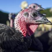 New measures to be introduced to curb the spread of bird flu amongst birds and poultry in the UK. Credit: PA