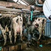 A farmer has criticised Northern Powergrid after Storm Arwen caused a power cut that led to her cows not getting fed. Photograph: Sarah Caldecott.