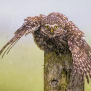 A Little Owl ready for take off Picture: BERNIE PENMAN