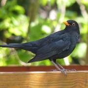Usurped in my mother's affections by a blackbird