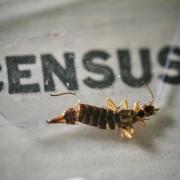 An insect, which died at some point in the last 100 years, being removed from the pages of the 1921 Census at the Office for National Statistics (ONS) near Southampton. Photo via PA.