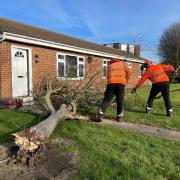 Council staff remove a tree which fell during Storm Malik