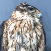 The Merlin, born and tagged in the North Pennines, which was found dead due to a tick bite in Hampshire Picture: Courtesy of British Trust for Ornithology/The Northern Pennines Moorland Group