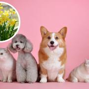Some typical house flowers can be very dangerous to pets. (Canva)