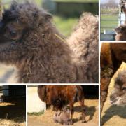 Endangered camels give birth to two calves in “camel baby boom” at wildlife park