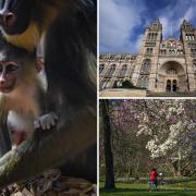 Chester Zoo, Kew Gardens, and the Natural History Museum. (PA)