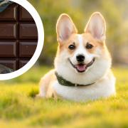 Chocolate can be dangerous to dogs. (Canva)