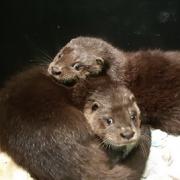The otter cubs became orphaned in January 2021 when they were separated from their mothers due to bad weather
