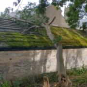 A fallen down tree at Richmondshire Cricket Club