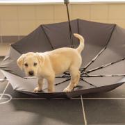 A guide dog puppy on an upside down umbrella. Credit: PA