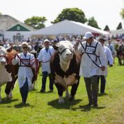 Grand Cattle at the Great Yorkshire Show. Credit: Great Yorkshire Show
