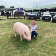 In April 2022 the UK-native Large White Pig breed, more commonly known as ‘The Yorkshire Pig’, was added to the most urgent priority category on the RBST’s annual watchlist after the breed suffered a further significant decline in numbers in 2021