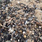 A new report into evidence behind the mass die-off of crustaceans off the Teesside coast is expected this month.