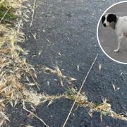 Dog owners are being warned by owners to look out for key signs their dog is suffering due to grass seeds