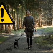 UK dog owners issued £2,000 warning over their pet's collar. (Canva)