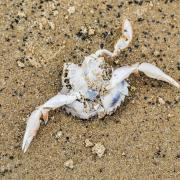 The academic who proposed the pyridine theory for mass die offs of crustaceans in the North Sea near Teesside has criticised the government's official investigation into the evidence.