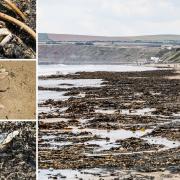 Shocking pictures show huge extent of dead marine life on North East beach