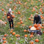 Public invited to pick from huge farm with 125,000 pumpkins before Halloween
