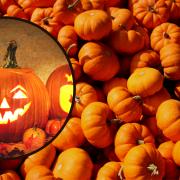 Best pumpkin patches near County Durham for Halloween