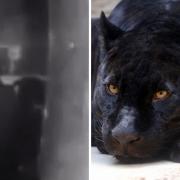 Residents are reporting sightings of a large cat prowling the streets - some suggest it is a panther