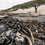 Dead crustacea have been found on North East beaches for the past 12 months