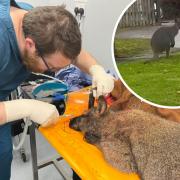 Happy ending for wallaby that was seen hopping around housing estate for two weeks