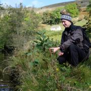 Liz Sutcliffe by Arkle Beck where alder trees are growing