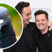 ITV's I'm A Celebrity Dec Donnelly has revealed his phobia.