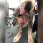 This is the shocking state of suffering a Gateshead man left his dog in by failing to get treatment for him after he was attacked, then going off on holiday the next day.
