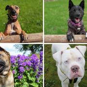 Dogs that need rescuing in County Durham. Pictures: NORTHERN ECHO