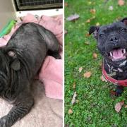 Pearl before and after her care from the RSPCA. After months of treatment she's nearly ready for adoption.