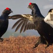 Two black grouse. The species is amongst those being considered for 'priority status' by the Yorkshire Dales National Park.