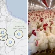 Multiple cases of highly infectious bird flu have been confirmed across the North East and Yorkshire since September.