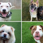 Dog lovers looking for a new best pal will be delighted to learn there are dozens of dogs up for adoption in Darlington this month Credit: DOGS TRUST