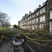 The scale of the tree branch that fell on the high-end Porsche