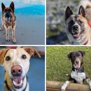 Dog lovers looking for a new friend this year will be delighted to learn there are lots of dogs up for adoption across the North East Credit: RSPCA