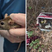 The RSPCA were alerted to four female rats abandoned in a cage last weekend.